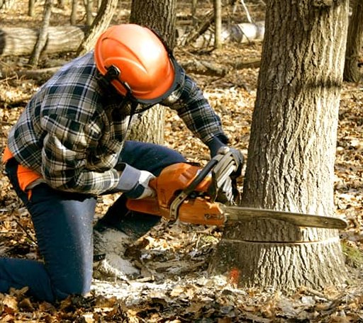 Tree Removal in Miramonte, CA